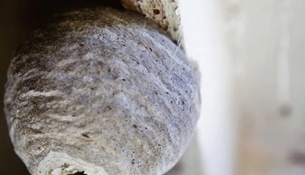 国本白蟻工務店