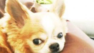 トリミングスタジオ Coco Wan (ココワン)